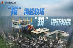 《新华社》“拔”海起牧场 “耕”海新牧歌