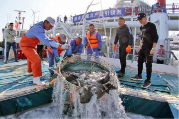“耕海1号”海洋牧场入选国家水产绿色 健康养殖技术推广“五大行动”骨干基地